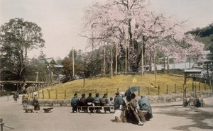 京都丸山着名的樱花树（手工彩色照片） 作者 日本摄影师
